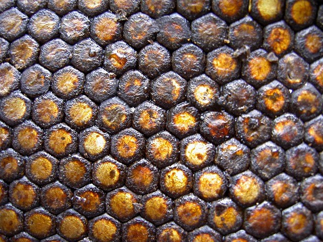 propolis